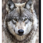Wolves united 2nd