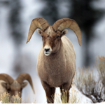 Goat_group123