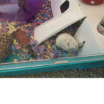 Sienna loves dogs and hamsters