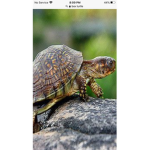 Team turtle wurtle