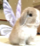 Angel Bunny Brigade