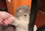 Hi! How ya doin?