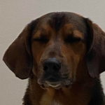 Doggos Community