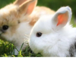 Cute animal role play