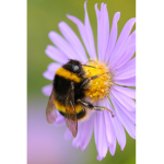 Bumblebee flowersssss