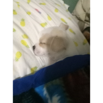 ~Le Chihuahua~