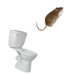 Toilet Rats