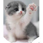 Cat club for cat People join if you want