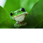 Frog,s