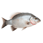 Lake of Many Fish