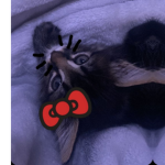 Ad0orab1e