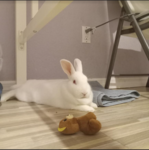 snowball's bunnies