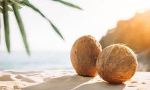 Coconouts communauté