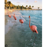 Minty flamingos
