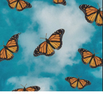 My Little Butterflies <3
