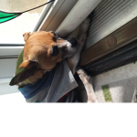 Doggy fan group 7
