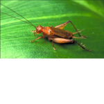 The Crickets