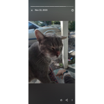Groupcatkitty