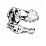 Tranosaurids the T-Rex