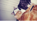 Topsecretredcoolredcatbus