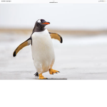 Connor penguin