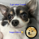Doge fun club!