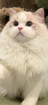 CatGangMeow!
