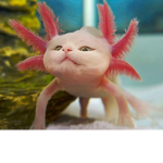 axolotl cats