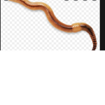 Rip the Worm