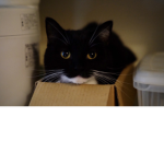 meowmrrpmeeowmrow