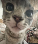 cåts r cöol