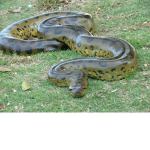Scalies Of Roblox
