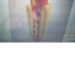 Hotdog s United