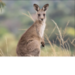 The kangaroos :)