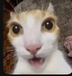 Club mewskers