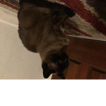 My Cat Lucy