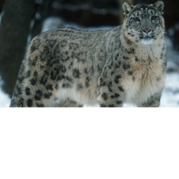 Mt Leopard
