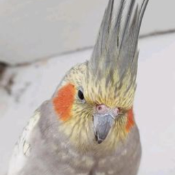 Birds are cute