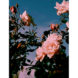 ᴛʀᴜᴛʜ