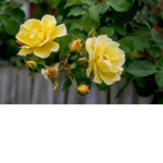 Royal roses YT