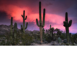 The Wild West