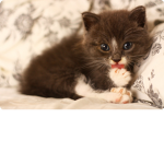 kittens cat thai cat cat cat :3