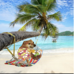 History of doge fan club