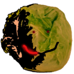 Lettuce People