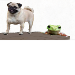 Dog on a log with a frog