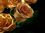 Golden Rose Outfits