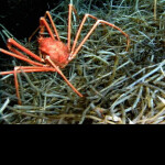 HARDCORE Button Simulator