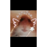 S a s h a