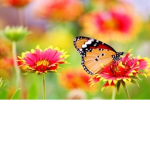 My little flowers