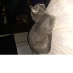 Grey cat